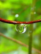 drop on a branch close-up