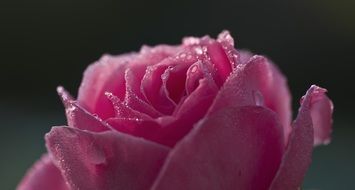 Dewdrops on a pink rose