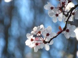 Sakura tree branch in spring