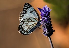 Black-white butterfly on lavender