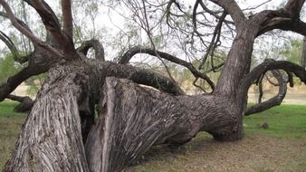 landscape of unusually shaped tree