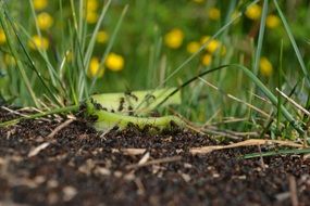 black ants on the ground among the grass