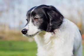 portrait of a cute dog