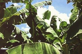 tropical banana plantation