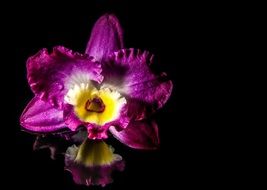 purple orchid is reflected in the water