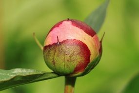 round peony bud