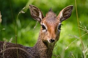 Common Dickie is a small antelope