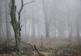 autumn fog in Forest