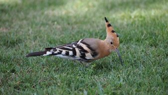 hoopoe on the grass