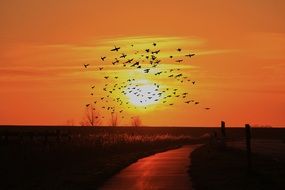 picture of the flock of birds are on a sky at the sunset