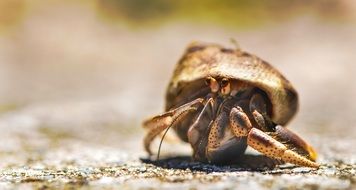 hermit crab close up