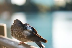 pigeon on the parapet in sunny glare