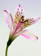colorful lily flower