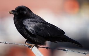 delightful bird crow