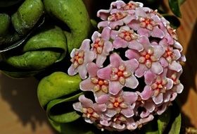 Photo of the hoya flowers