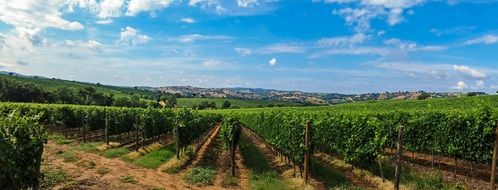 panoramic landscape with a vineyards in Tuscany, Italy