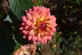 pink chrysanthemum bloom