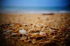 small seashells on a tropical beach