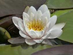 white water lily bloom