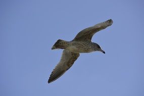 cute seagull flying in sky