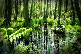 pond in the midst of a bright green forest
