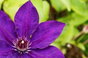 violet clematis blossom