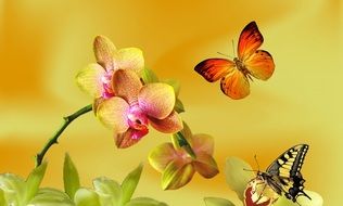 butterfly near yellow orchid drawing