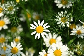 meadow of white chamomile flowers