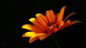 Wild flower in summer