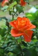 orange roses in a flower garden
