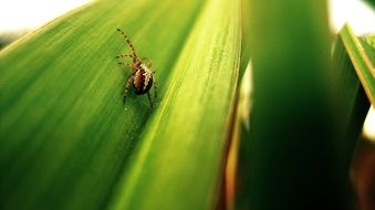 Close-up of the colorful spider on the beautiful, green leaf