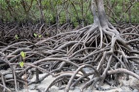 very beautiful australia mangroves plant