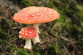 fly agaric mushroom in the autumn forest