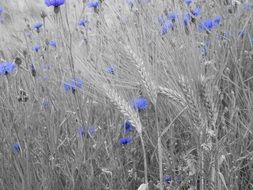 Beautiful blue flowers among gray grass on the field