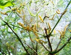 Picture of caterpillars are on a tree