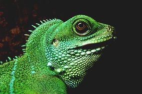 Portrait of green iguana