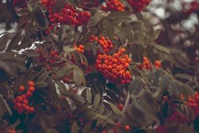 mountain orange ash on branches