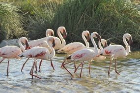 Flamingos in Africa
