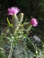 thistles plant