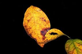 bright autumn leaves on a black background close up