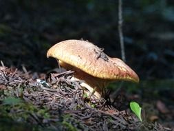 wild mushroom in toxic forest