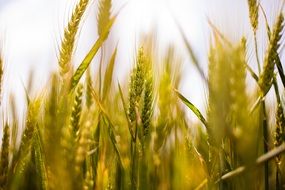 ripening grain harvest