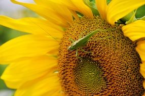 green grasshopper on a sunflower close up