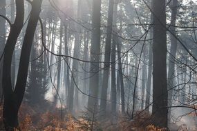 landscape of delightful fog in forest trees