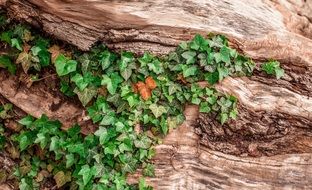 ivy on old log