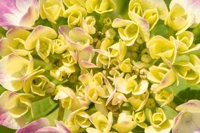 Photo of the yellow hydrangea flowers