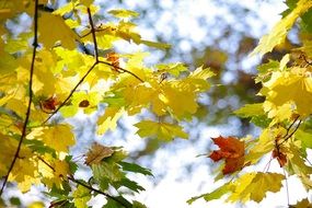 bright yellow autumn foliage on a tree