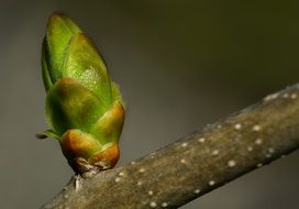 picture of the plant on a branch