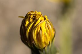 dandelion, yellow flower bud