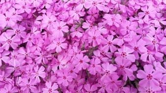 pink flowers of a blooming spring plant